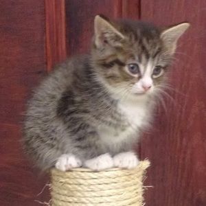 Meet your Posher, Avi